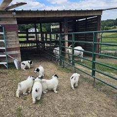 Karakachans from Twin Valley Farm