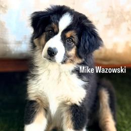 MIKE WAZOWSKI - male Miniature Australian Shepherd puppy in Puyallup, Washington from FERGI’S GEMINI MAS