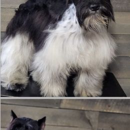 Miniature Schnauzer puppies from Vintage Schnazuers