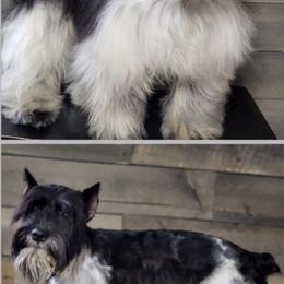 Miniature Schnauzer puppies from Vintage Schnazuers