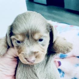Dachshund Puppies from Meldox