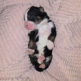 Tapatio - Tri-color male Bernedoodle puppy in Grove, Oklahoma from Grand Lake Poodles & Doodles