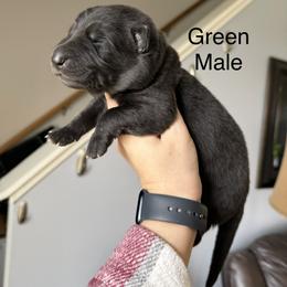 Green HC - Black male German Shepherd puppy in Terra Alta, West Virginia from Shepherd Country Farm and Kennels