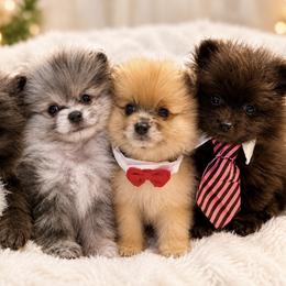 Pomeranian All Grown Up from Precious Poms