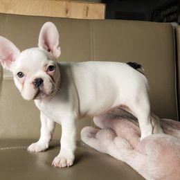 French Bulldog Puppies from Magnum French Bulldogs