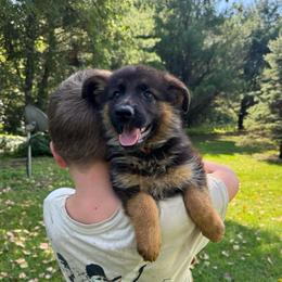Miss Red - Black and tan female German Shepherd puppy in Lawton, Michigan from Free Indeed Shepherds