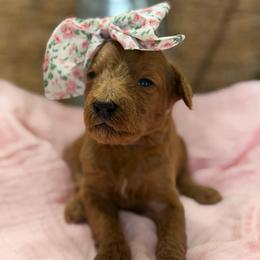 Lily - Red  female Goldendoodle puppy in Willacoochee, Georgia from Kitandkboodle's Doodles