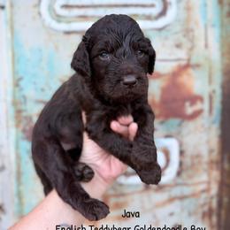 Java Chocolate English Teddybear - Chocolate male Goldendoodle puppy in Grove, Oklahoma from Guinn Family Farms
