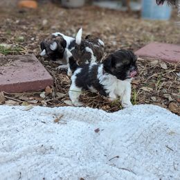 Shih Tzu Puppies from We Shih Tzu Not!