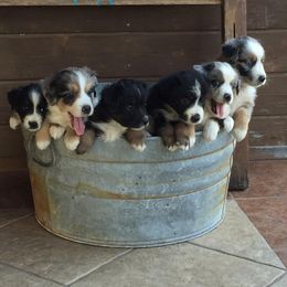 Miniature Australian Shepherds from South Texas Mini Aussies
