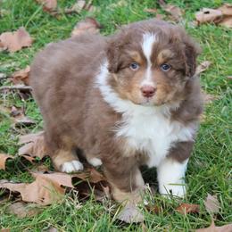 Mason - Red tri-color male Australian Shepherd puppy in Kansas, Oklahoma from Windy G Farm