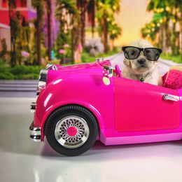 Sugar Daddy Ken Doll - Light golden Golden Retriever puppy in Sierra Vista, Arizona from Golden Borealis