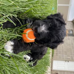 Bernedoodle Puppies from Doggy Darlins