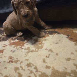 Ghost - Apricot male Goldendoodle puppy in Tavares, Florida from Spirited Doodles