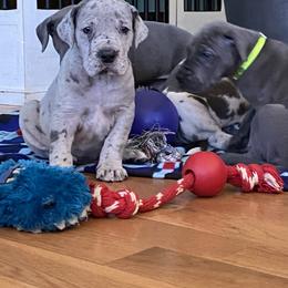 Great Dane Puppies from Sand Mountain Danes LLC