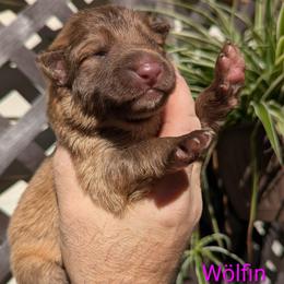Wölfin - Liver female German Shepherd puppy in Olean, New York from F&B Kennels