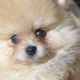 Pomeranians from Puppiesnat