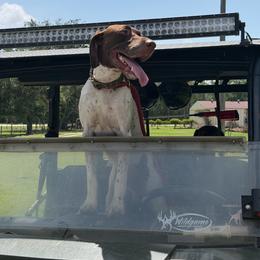 Cowboy - Liver and white male German Shorthaired Pointer puppy in Kathleen, Florida from Alex Yates GSP's
