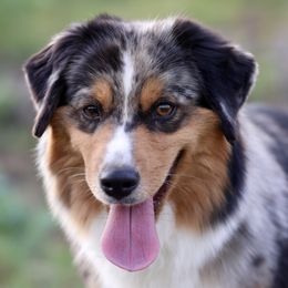 Stevie - Miniature American Shepherd