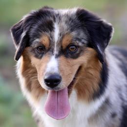 Stevie - Miniature American Shepherd