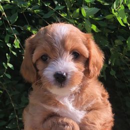 Cavalier King Charles Spaniel and Cavapoo Puppies from Small Town Cavaliers