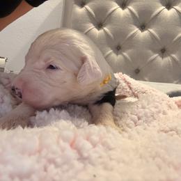 Azaria - Black and white female Old English Sheepdog puppy in Acton, California from Fab OES