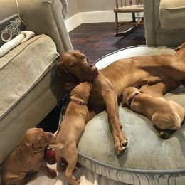 Vizsla Puppies from Maplewood Vizslas