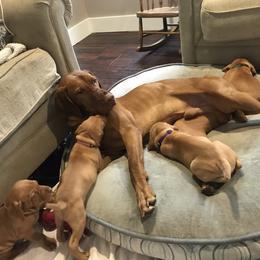 Vizsla Puppies from Maplewood Vizslas
