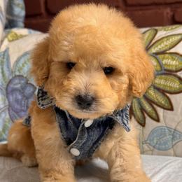 Ted - Apricot male Maltipoo puppy in Bakersfield, California from Silvia's Maltipoos