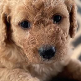 Goldendoodles from Head Over Doodles