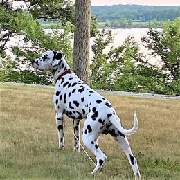 Dalmatian All Grown Up from Gateway Farm Dalmatians