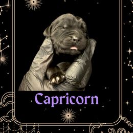Capricorn - Black male Newfoundland puppy in Tully, New York from Bear Paw Newfoundlands