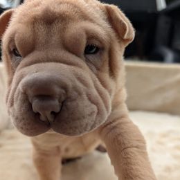 Boy 3 - Cream male Chinese Shar-Pei puppy in Autryville, North Carolina from T&D'S Razen Wrinkles Shar-pei