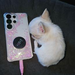 Tiny - Cream and white male Chihuahua puppy in Springfield, Missouri from Casadelopez Tails