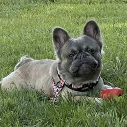 Leon - French Bulldog