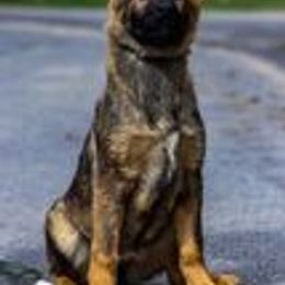 German Shepherd Puppies from vom Grenze Stadt German Shepherd Dogs