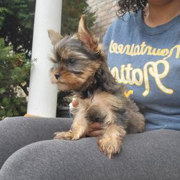 Great Dane and Yorkshire Terrier Puppies from Chuck City Danes