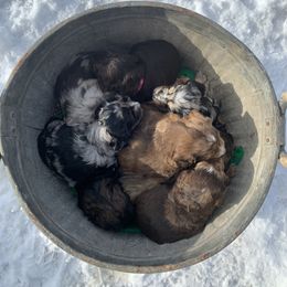 Aussiedoodle and Australian Shepherd Puppies from Homestead Aussies & Doodles