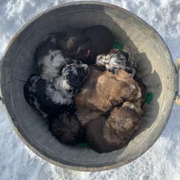 Aussiedoodle and Australian Shepherd Puppies from Homestead Aussies & Doodles