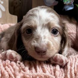 Indigo - Dapple female Dachshund puppy in Fayetteville, West Virginia from Loop Creek Dachshunds