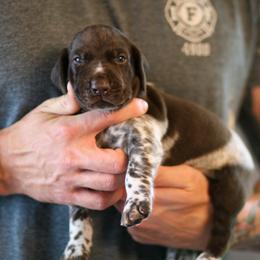 German Shorthaired Pointer Puppies from RED Clay Dogs