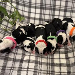 Beagle puppies from Thor’s Beagles & Maha’s Staffy