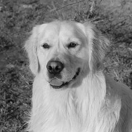 Golden Retrievers from Alabaster Goldens