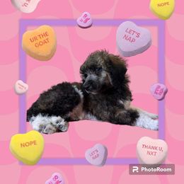 Poodle Puppies from Paddock's Purebred Poodles