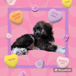 Poodle Puppies from Paddock's Purebred Poodles