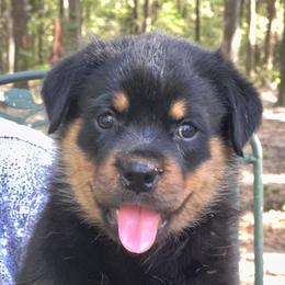 Boy 2 - Black and mahogany male Rottweiler puppy in Newberry, Florida from Darkstarr Rottweilers