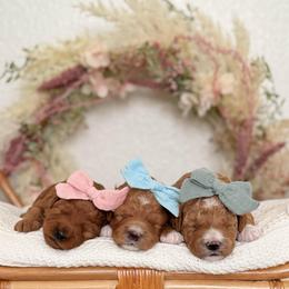 Puppy Pick 3 - Red  female Goldendoodle puppy in Elk Grove, California from Doodles by Faith