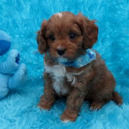 Cavapoos and Maltipoos from Knight Pups