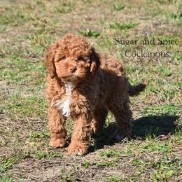 Gloria - Red female Cockapoo puppy in Hopkins, South Carolina from Sugar and Spice Cockapoos