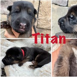 Titan - Black and red male German Shepherd puppy in Graham, Washington from Wildeflecken Shepherds